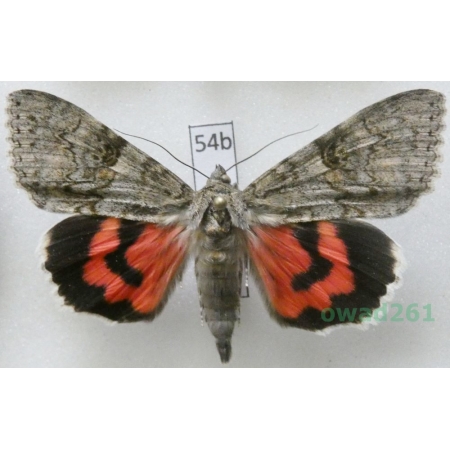 Catocala nupta (Linnaeus, 1767) Czech54b